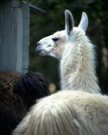 white llama